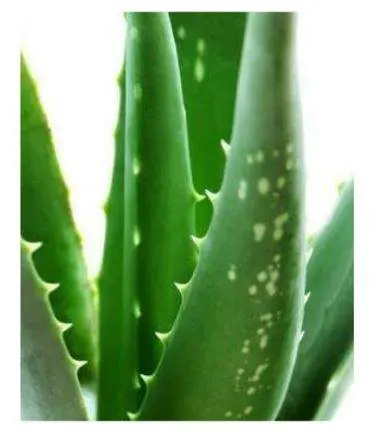 Aloe Vera Extract (1 kg) | AGROB